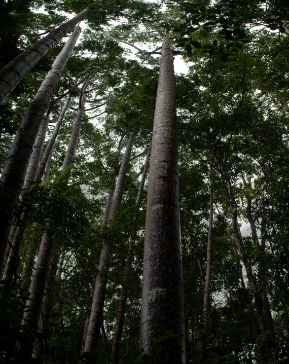 tall trees in a forest during a sunny day