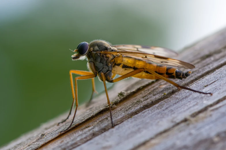 a fly is standing on top of a wooden plank