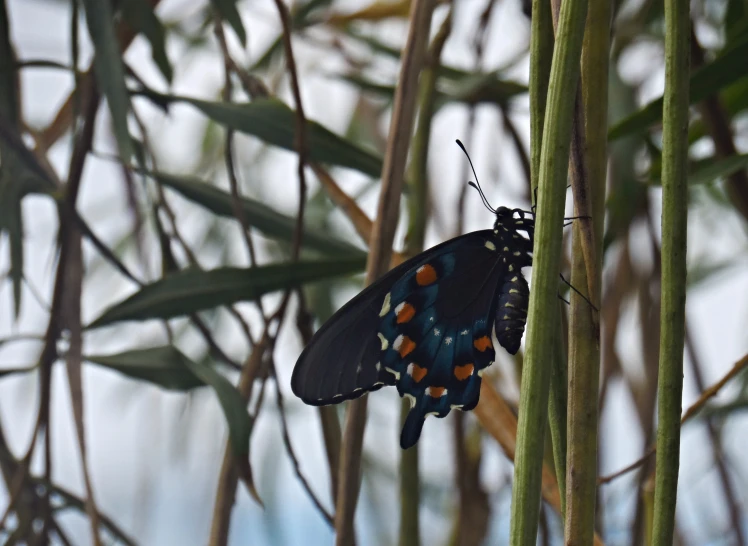 a erfly rests on the tip of some leaves