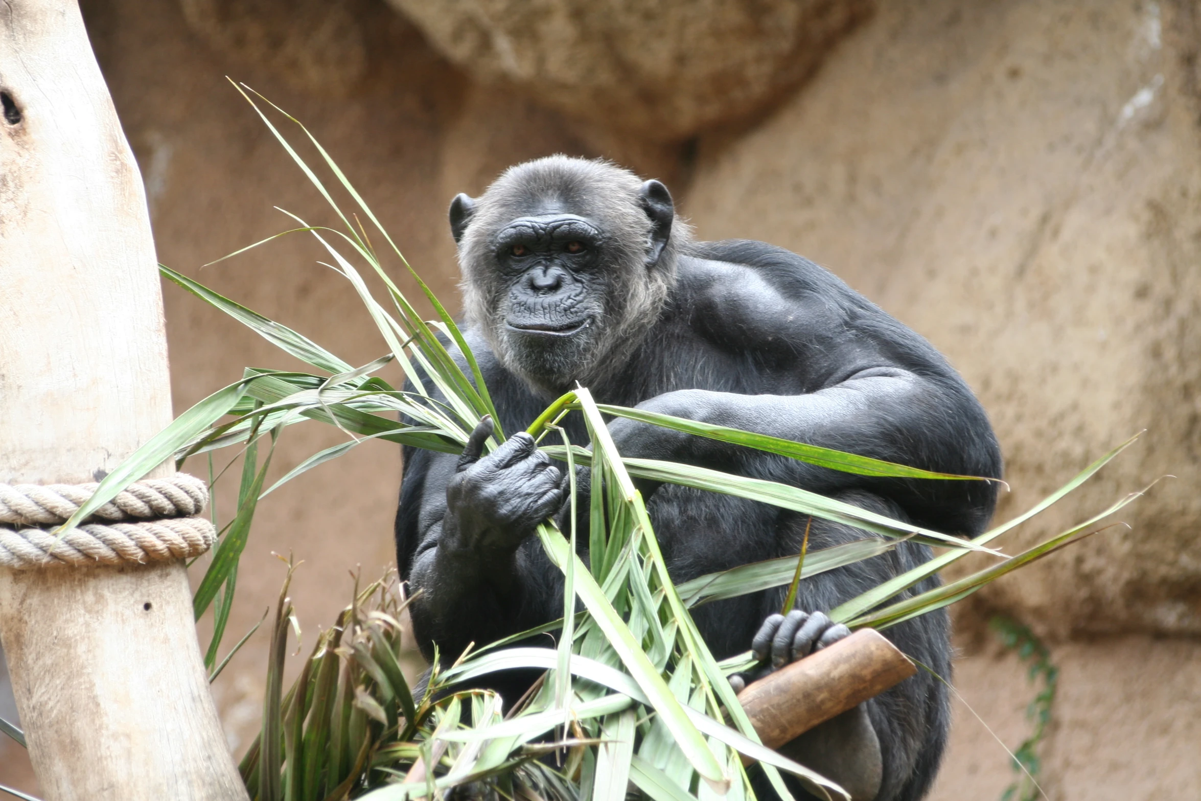 the small monkey is eating some vegetation from a tree