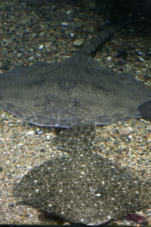 a large gray fish floating on top of a body of water