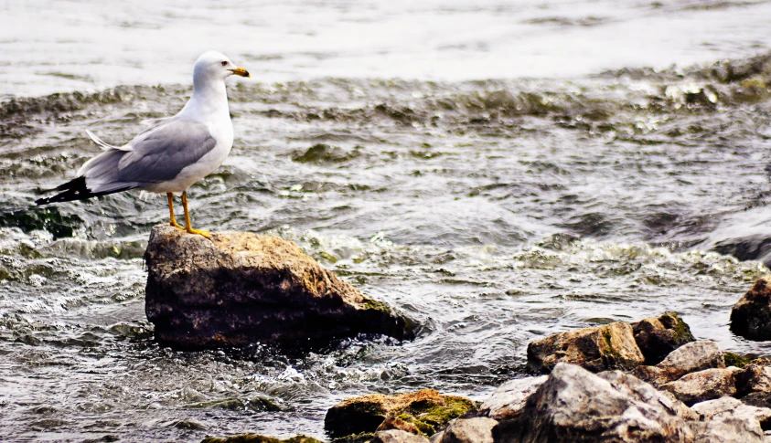 a seagull stands on top of a rock in the water