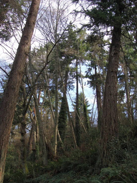 a forest filled with lots of tall trees