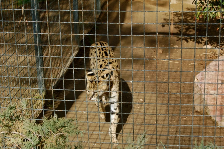 a leopard in an enclosure at the zoo