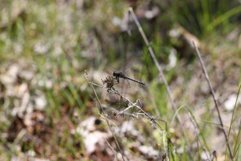 a dragon fly flies over a small weed
