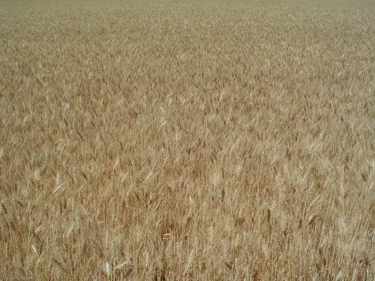 large field of grain that is brown with little grass