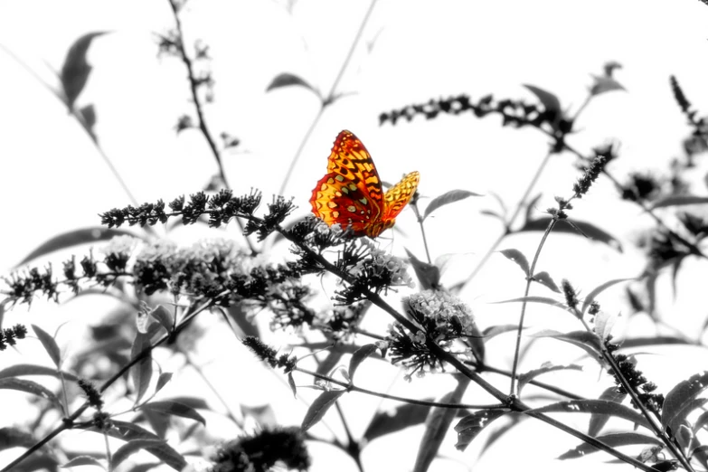 an orange erfly sitting on top of a dry grass plant