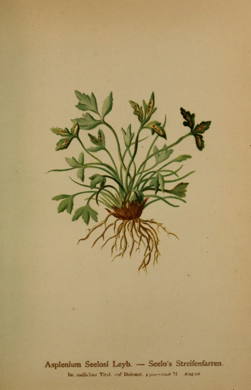 an illustration of a plant with root sprouts