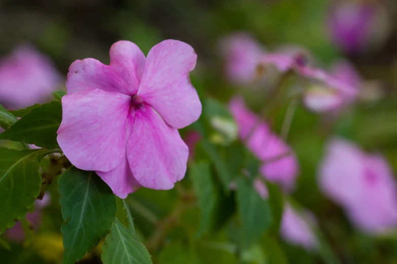 pink petunias blossoming in a green area