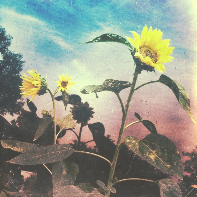 a group of three sunflowers in a field
