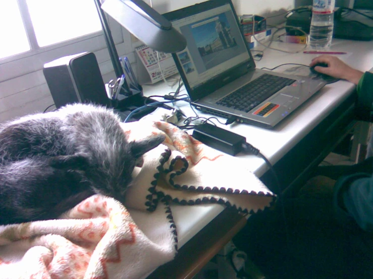 a cat sleeping on a towel near a laptop