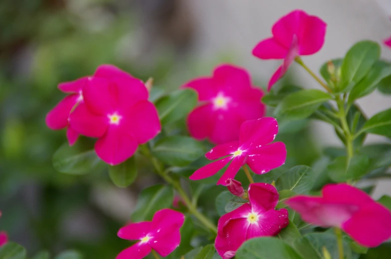 many bright pink flowers are growing together