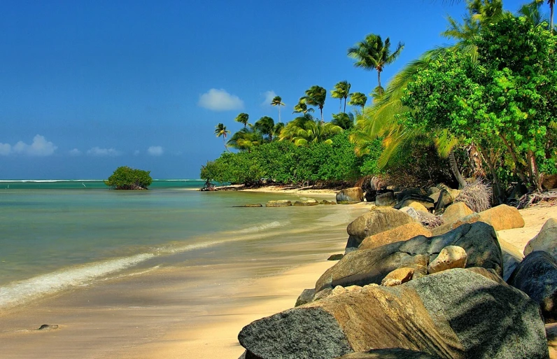 a beach with rocks, palm trees and an ocean