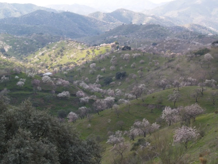 several mountains that are surrounded by trees and grass