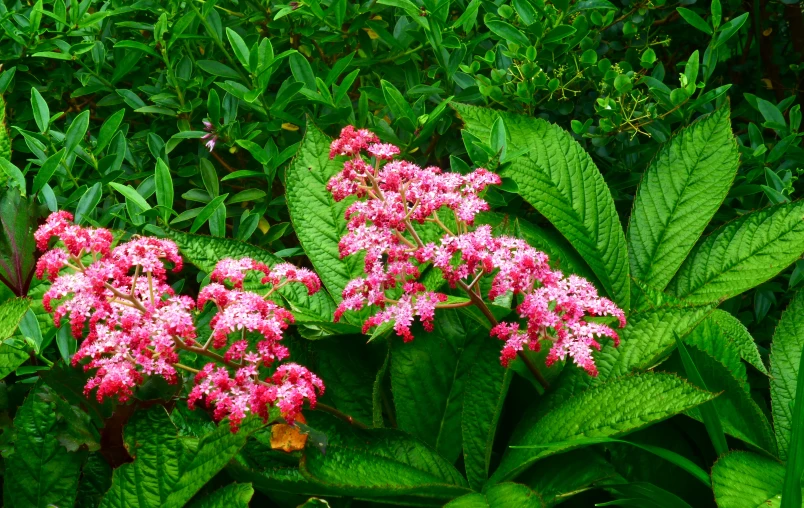 pink and green flowers with leaves growing in the background