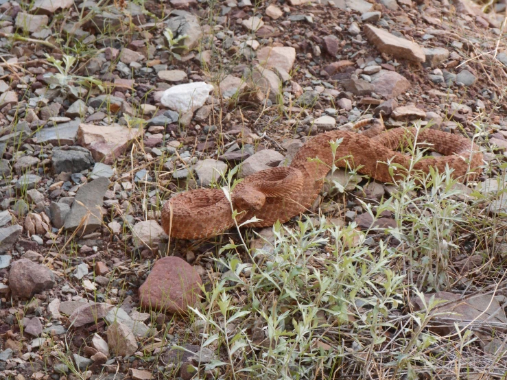 a brown worm is standing on rocks and dirt