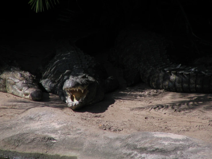 an alligator is sitting on the ground with his mouth open
