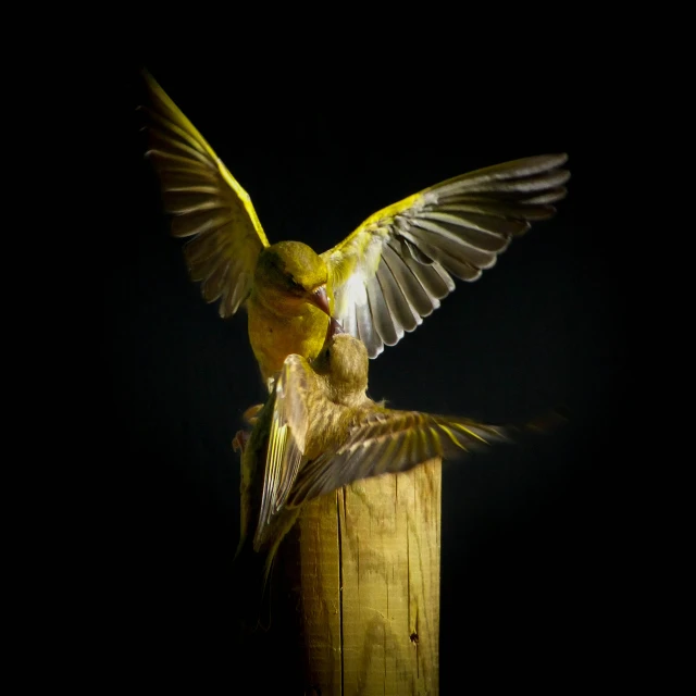 a hummingbird is trying to get some food