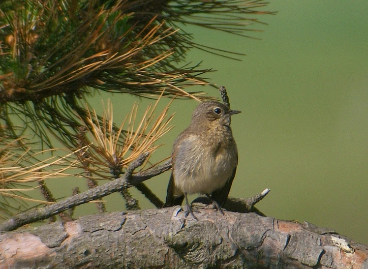 the bird is sitting on a tree nch