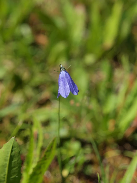 there is a small purple and white insect sitting on a flower