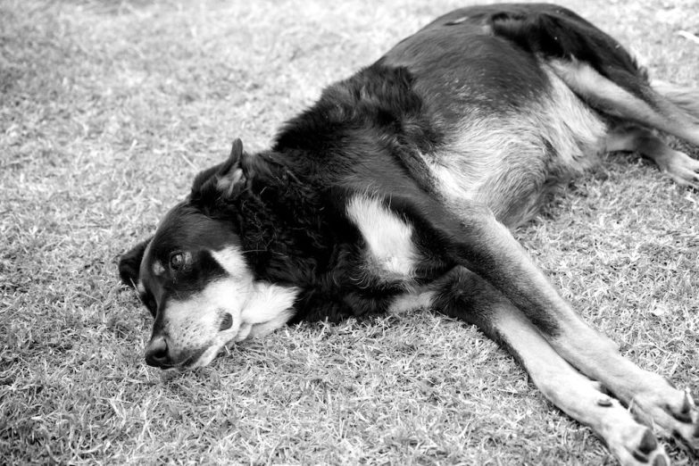 a dog lying on the ground in black and white
