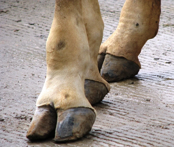 a close up of a horse's feet on the ground