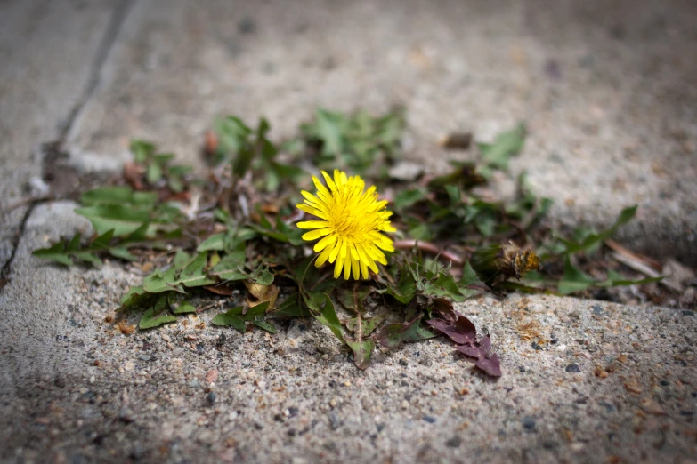 a small yellow flower sprouts out of the ground