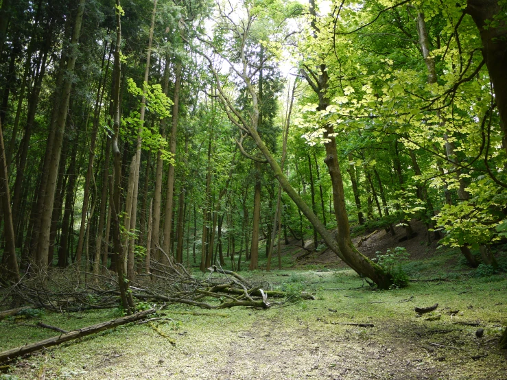 a road in the woods on a sunny day