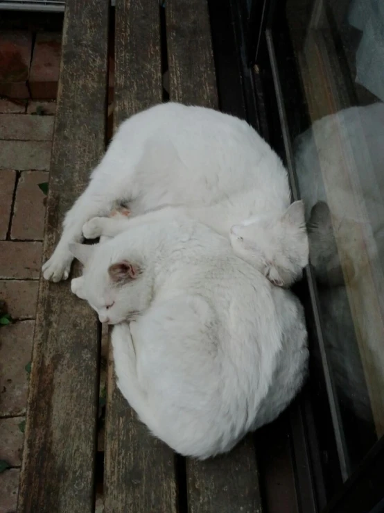 a pair of white cats sleep on top of each other