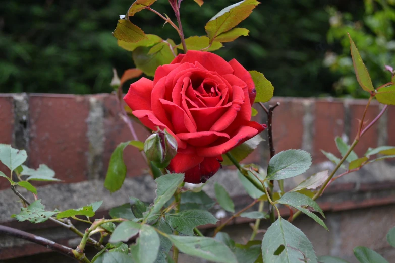 a red rose with many green leaves on it