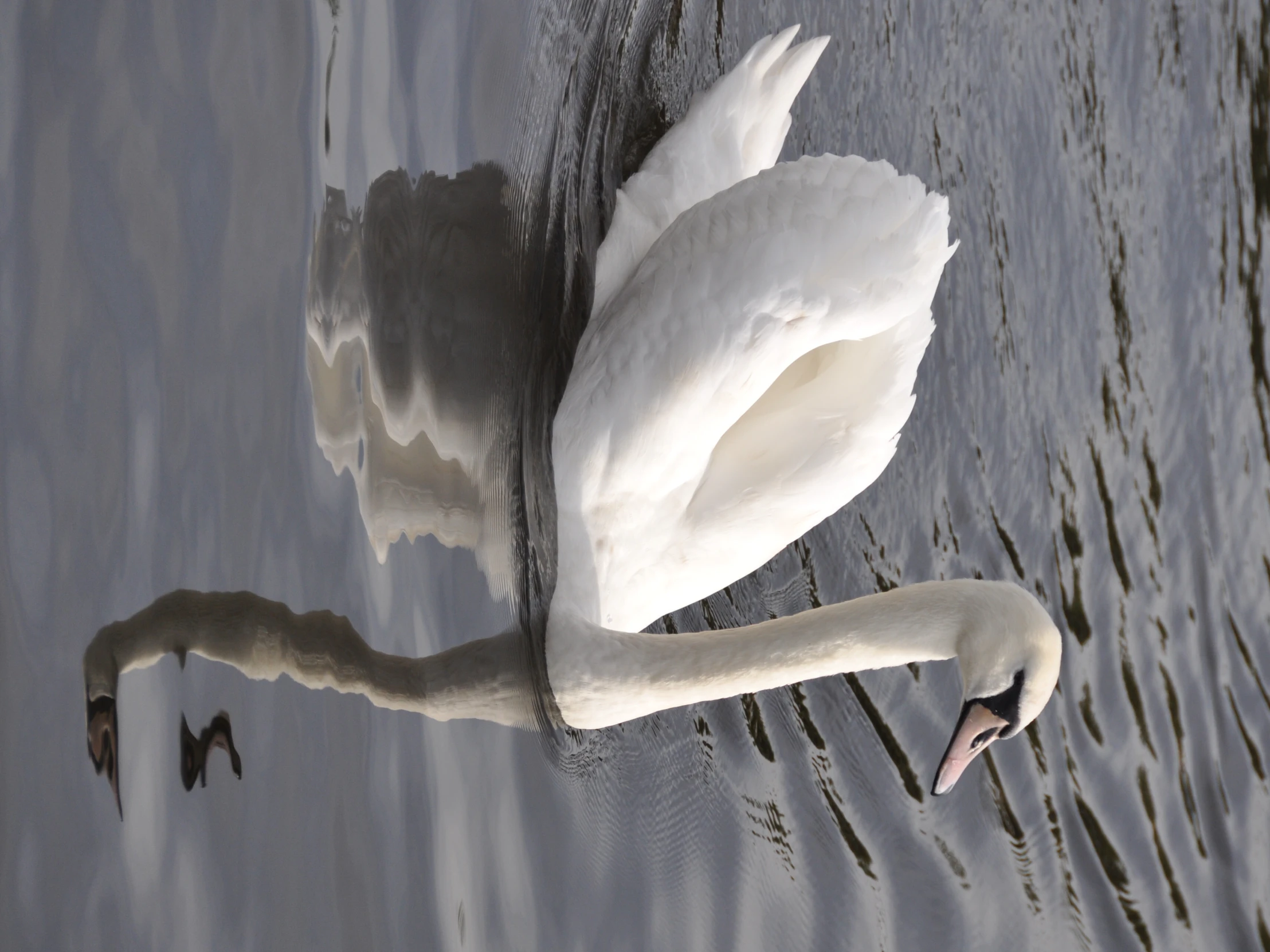 an adult swan is swimming on the water