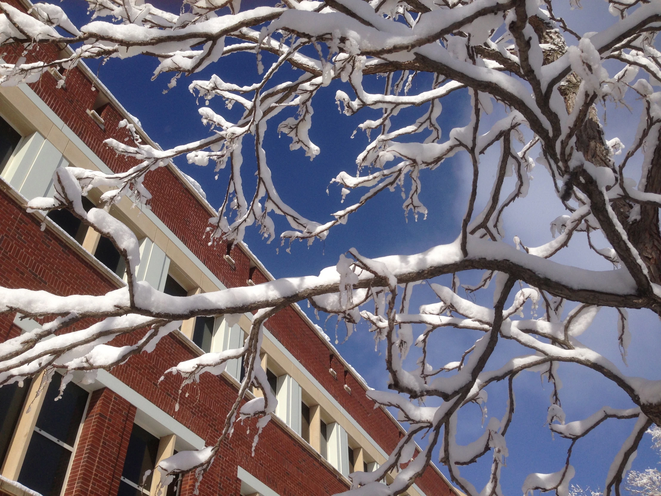 a snowy tree and brick building in the background