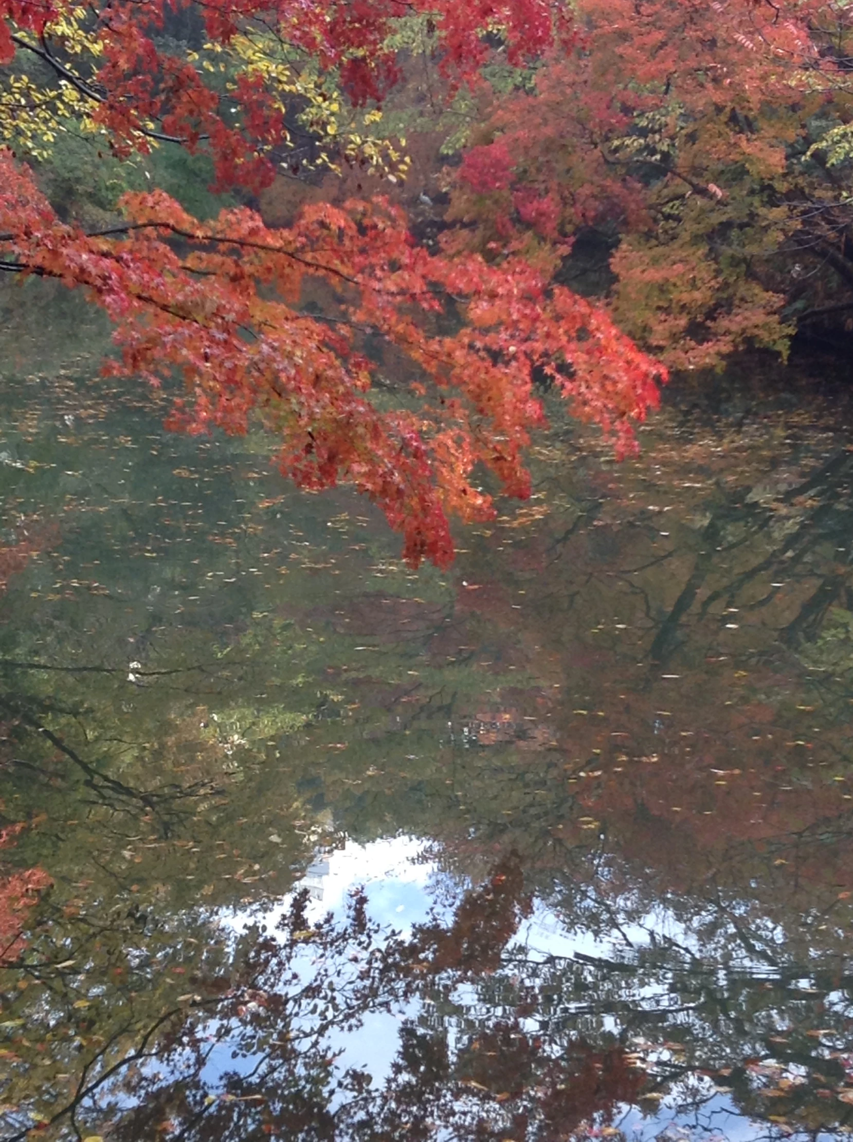 fall leaves reflect in the water in a pond