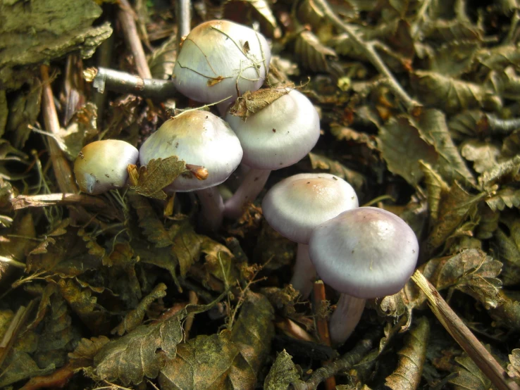 a group of small mushrooms in the grass