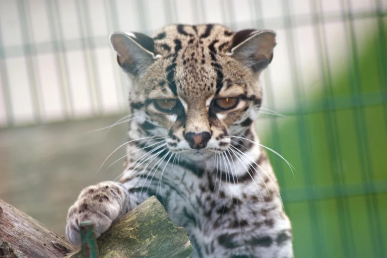 a small wild cat looks on as it holds a tree nch