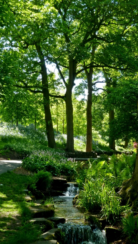 a stream flows through an open forest area