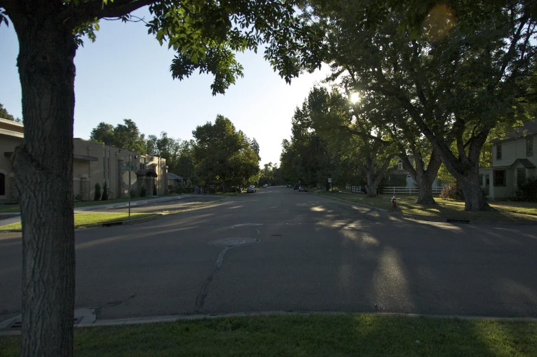 trees lining the street of an urban area