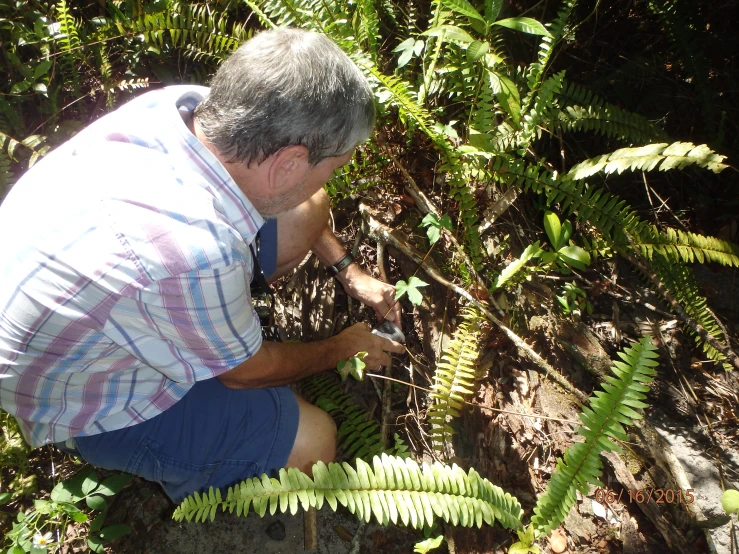 an older man crouching on the ground among bushes and plants