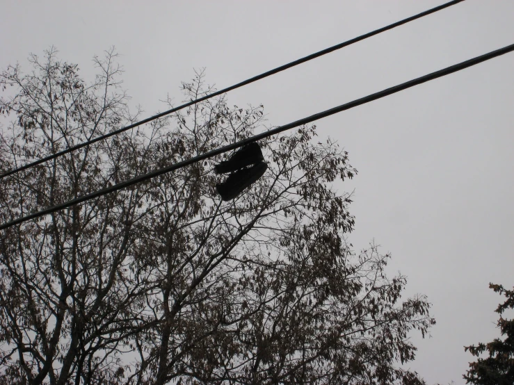 a black sneaker hanging from a power line near the woods