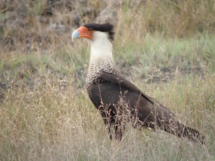 a large bird with an orange beak standing in tall grass