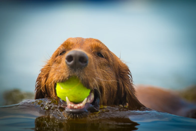 a dog with a tennis ball in it's mouth swimming through the water