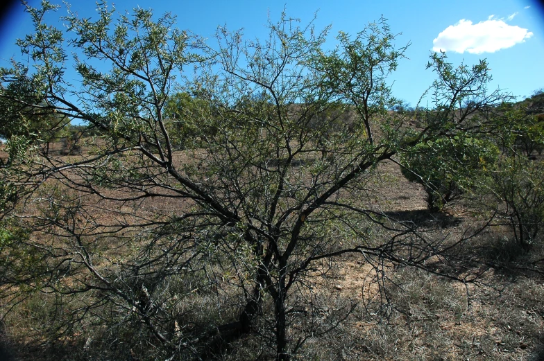 a bush is shown with several small trees