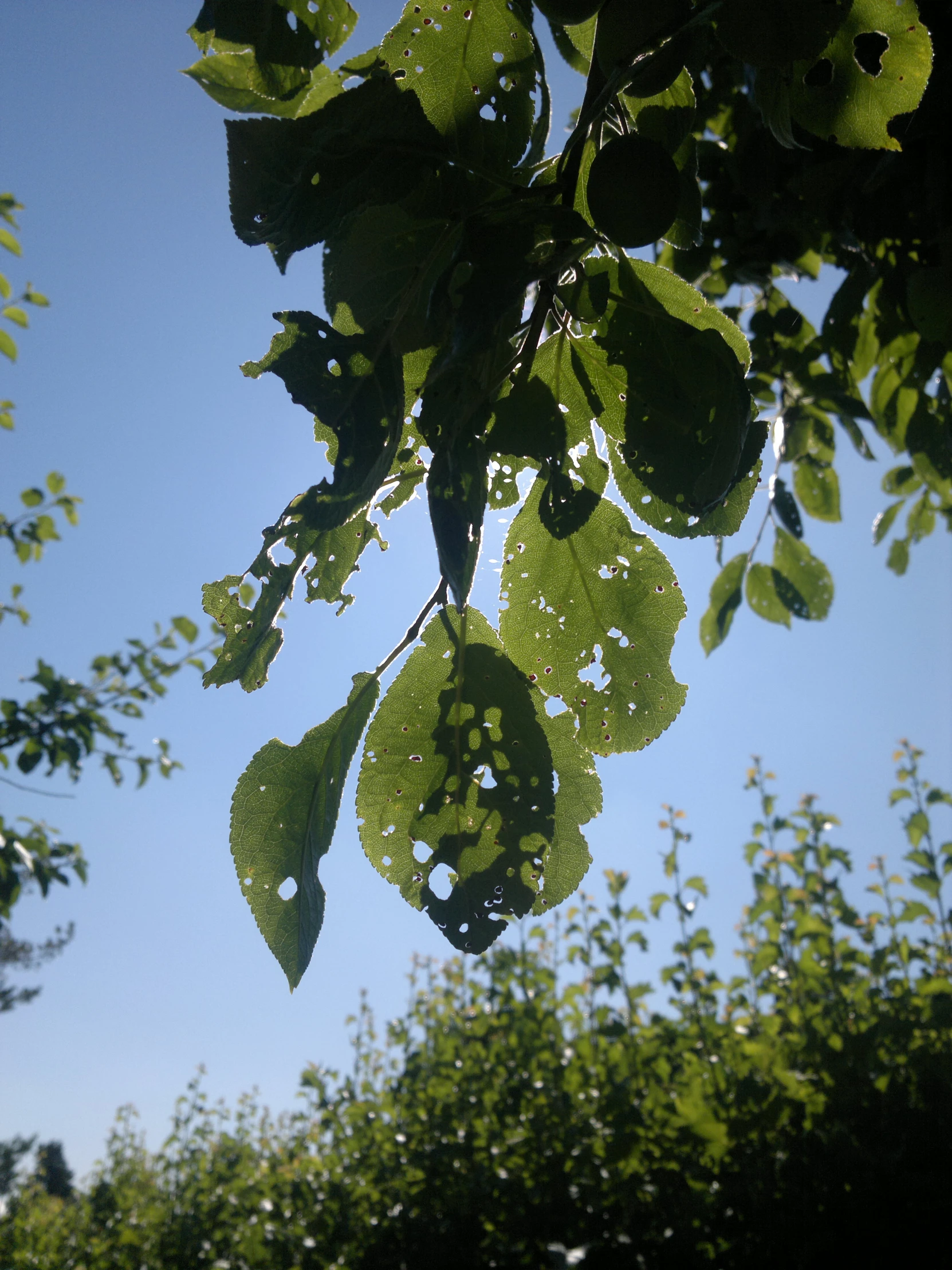 a po of leaves with water drops hanging on them