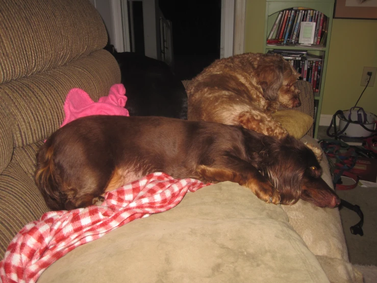 two dogs laying on a couch next to each other