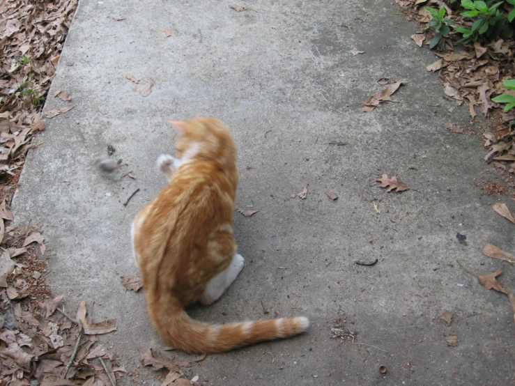 an orange and white cat sits on concrete, looking to the right