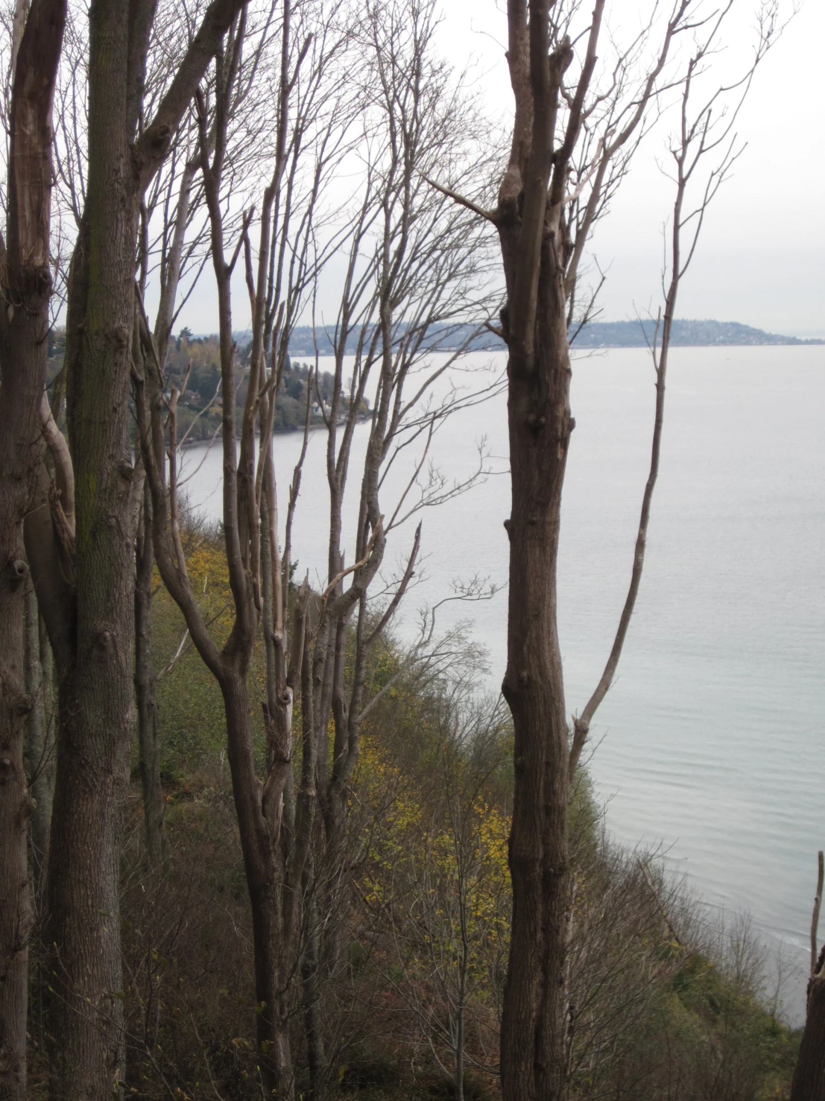 trees stand along a lake side edge near the shore