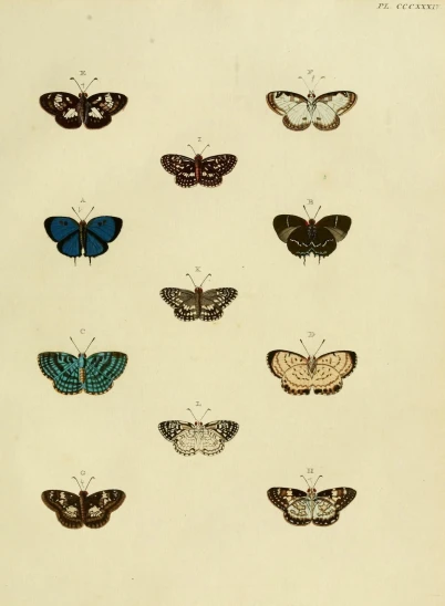an old print of a group of erflies