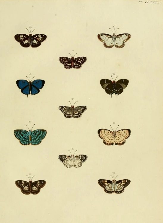 an old print of a group of erflies