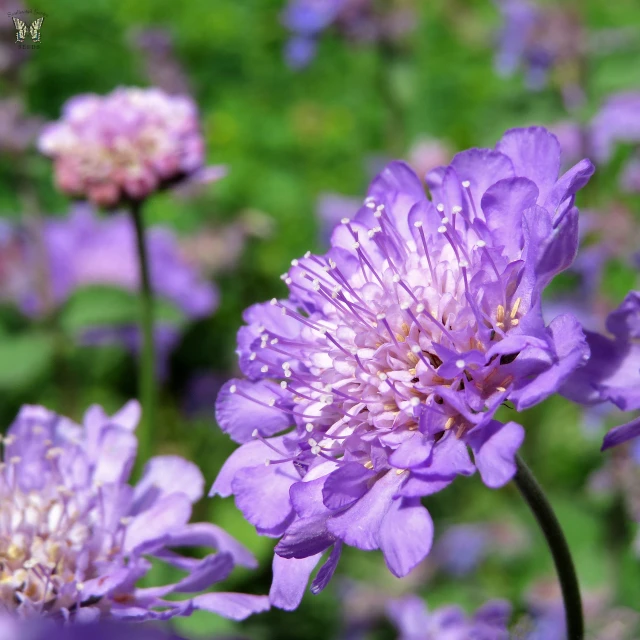 some purple flowers blooming in the green