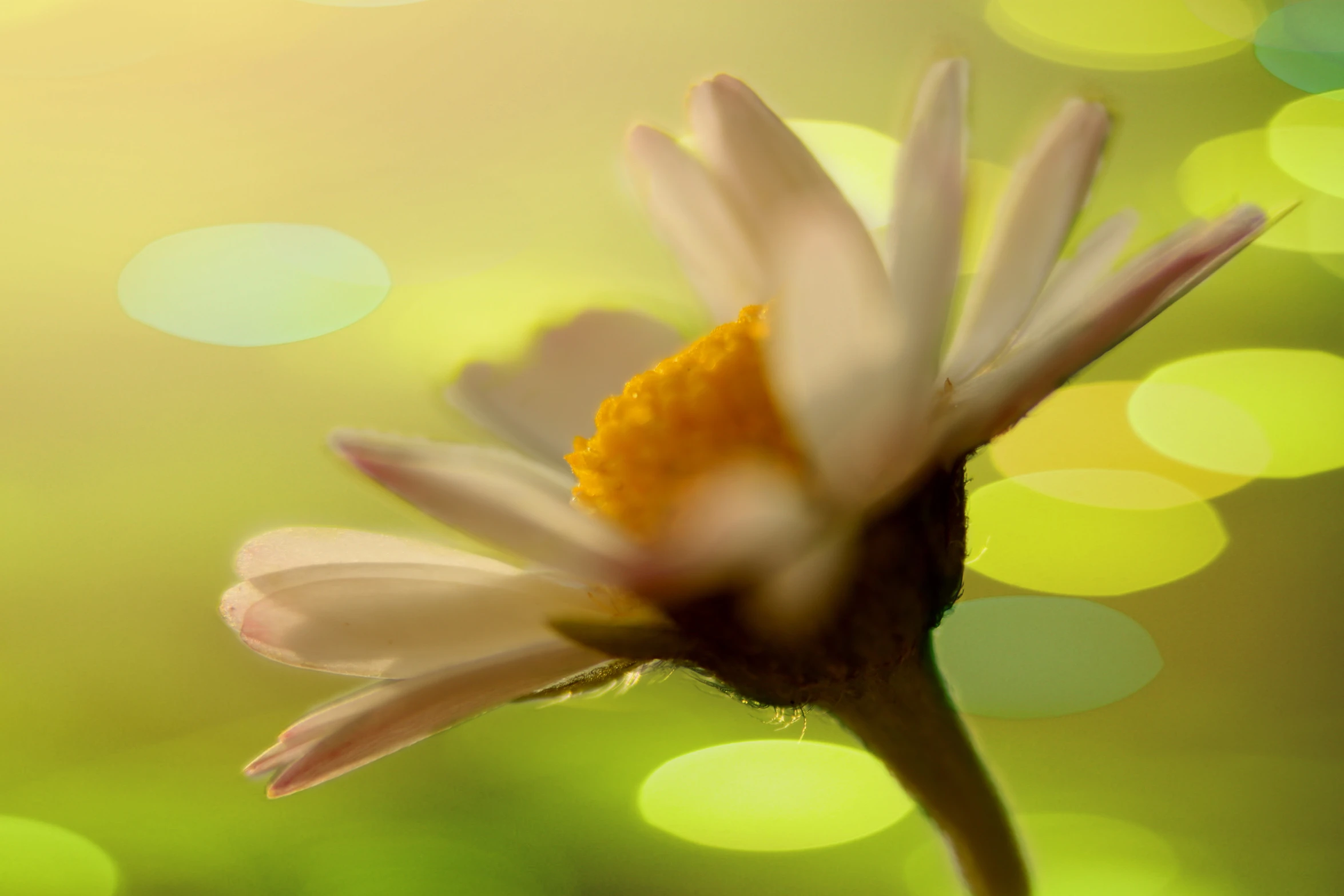 blurry background image of a flower in front of some boke dots